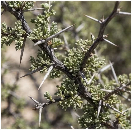Adaptaciones xerófitas de la flora de las zonas áridas de Mendoza