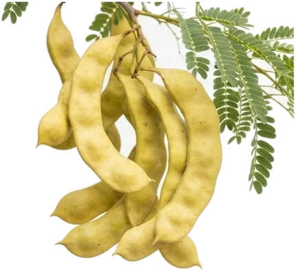 Algarrobo (Prosopis / Neltuma spp.): especie clave del estrato arbóreo del Monte