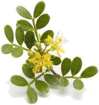 Jarilla (Larrea spp.): el arbusto emblemático del Monte de Cuyo